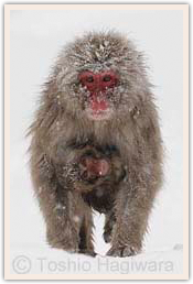 The world of Snow Monkey