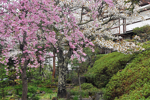 高山植物と清流の庭園