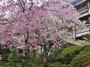 高山植物と清流の庭園