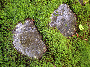 高山植物と清流の庭園