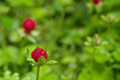 夏のphoto